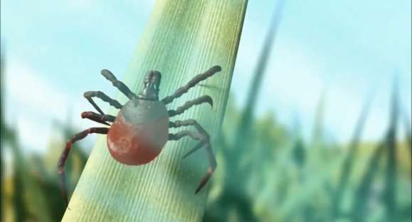 Cachoeirenses reclamam de infestação de carrapatos