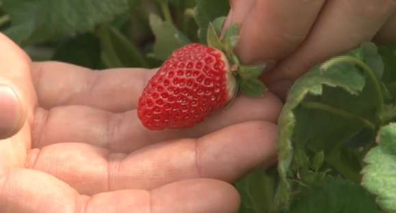 Produção de morango em Nova Petrópolis/RS movimenta R$ 4 mi ao ano