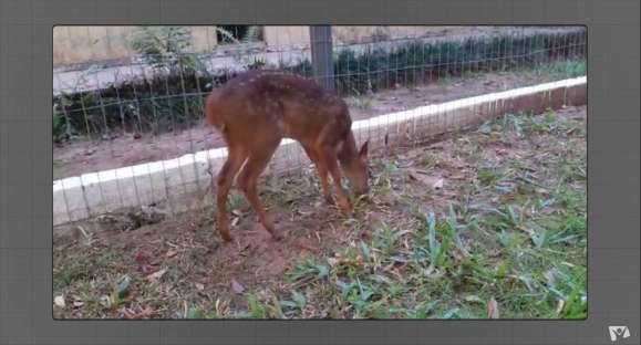 Tem morador novo no zoológico de Cachoeira do Sul