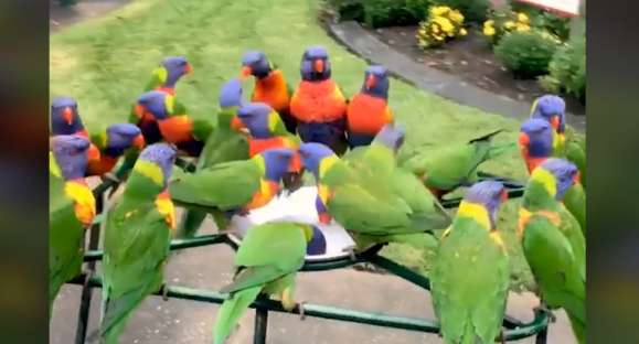 Vida Animal: a criação de pássaros em casa