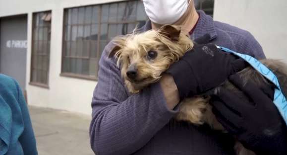 Aumentam as adoções de pets durante o isolamento social