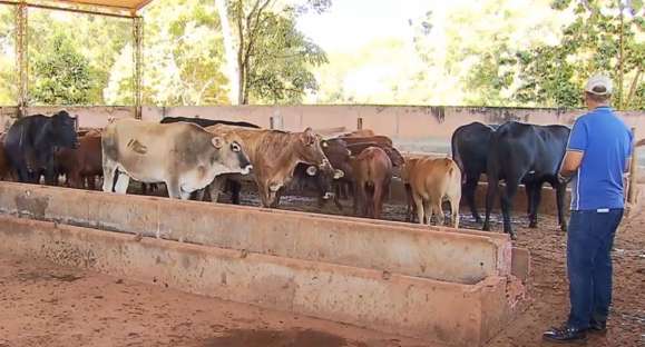 Prazo para vacinação contra febre aftosa é prorrogado no RS