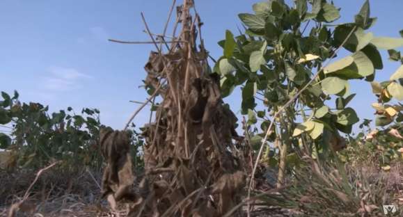 Solicitações de Proagro e Pronaf só pela internet