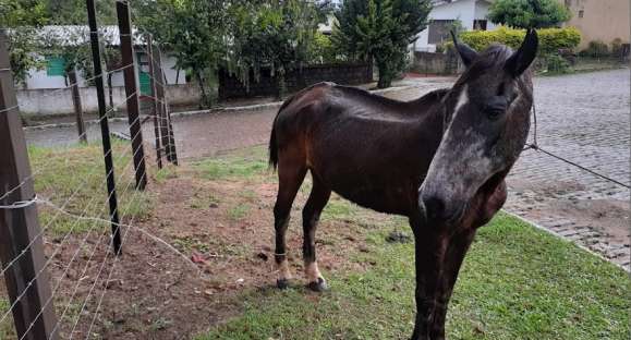 Vida Animal: cavalos são abandonados com frequência em Cachoeira do Sul