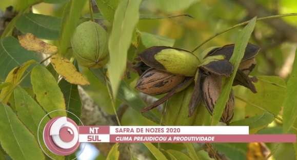 Safra de nozes é prejudicada por clima e pandemia