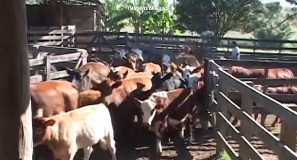 Vacinação contra aftosa: 90% do rebanho imunizado no RS