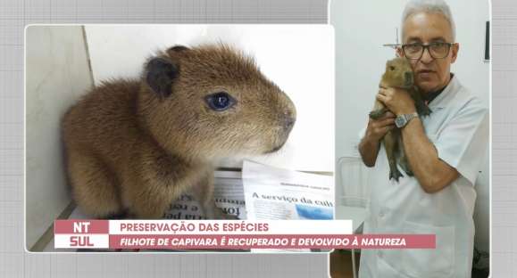 Vida Animal: Capivara resgatada por família cachoeirense vive juntamente com animais domésticos