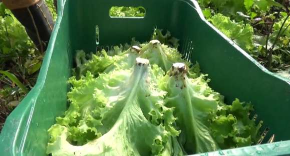 Agricultores usam a internet para vender e driblar efeitos da COVID-19
