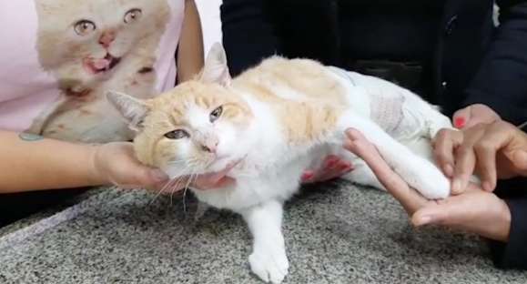 Vida Animal: gato é tratado após ter sido baleado
