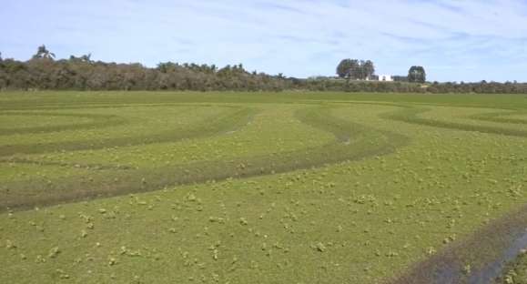 Arroz: área plantada diminui, mas rendimento se mantém em Cachoeira