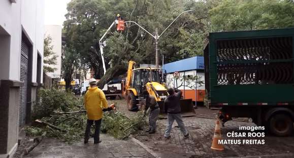 Árvore tombada na Praça Honorato é removida