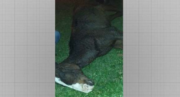 Vítima de maus tratos, cavalo é apreendido