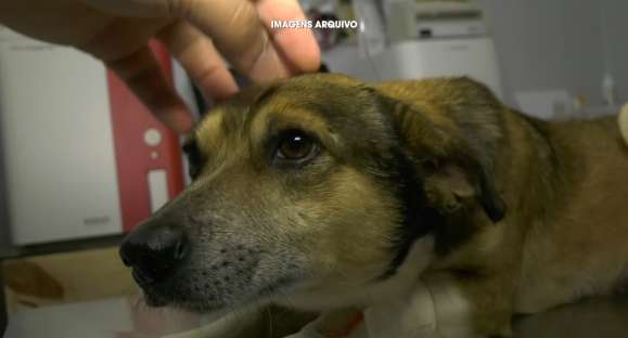 ‘Chumbinho’ é adotado e muda de nome