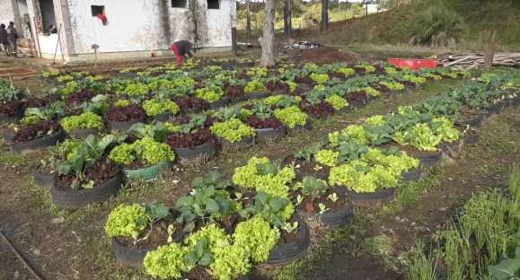 Horta comunitária na antiga estação ferroviária atende cachoeirenses