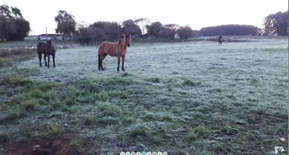 Cachoeira registra geada nesta quarta-feira; veja fotos