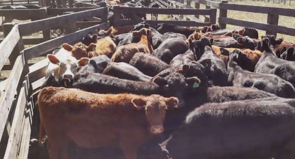 Vida Animal: como identificar “raiva” entre herbívoros e quais cuidados tomar