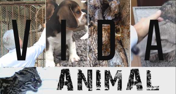 Vida Animal: mesmo fechado, Zoológico segue com trabalhos de pesquisas