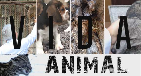 Vida Animal: conheça como é e como atua a medicina veterinária