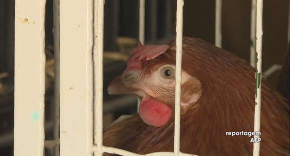 China detecta coronavírus em frango congelado brasileiro