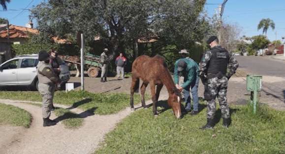 10 cavalos foram vendidos para frigorífico em São Gabriel