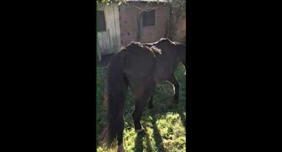 Maus-tratos: Cavalo apreendido em Cachoeira do Sul se recupera e será adotado em Santa Maria