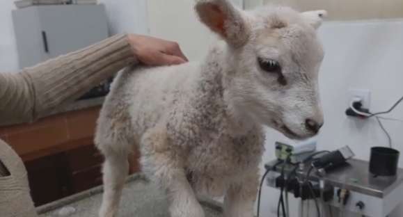 Vida Animal: conheça a ovelha Belinha