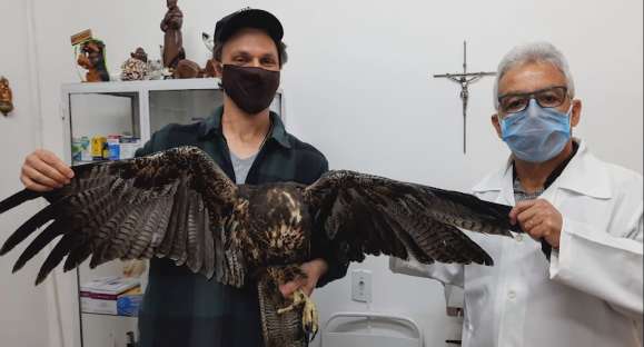 Vida Animal: águia chilena é resgatada e tratada