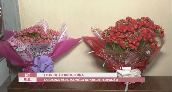 Flor de floricultura: veja como cuidar e o que fazer após as flores murcharem