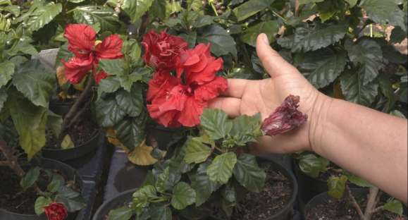 Primavera: saiba como plantar e cuidar das flores