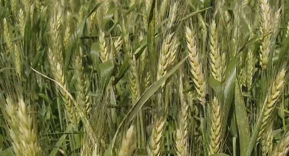 Geada e frio afetaram lavouras do RS