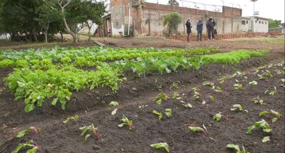 Horta no presídio: detentos trabalham no cultivo de hortaliças