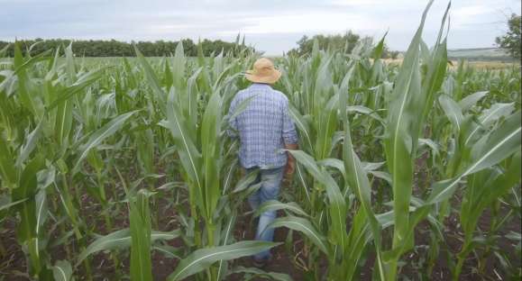 Brasil terá produção recorde de milho na próxima safra