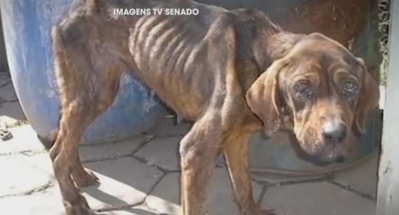 Senado aprova pena de 2 a 5 anos de prisão por maus tratos a animais