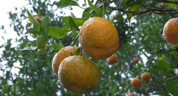 Telebergamota: família se reinventa na venda das frutas
