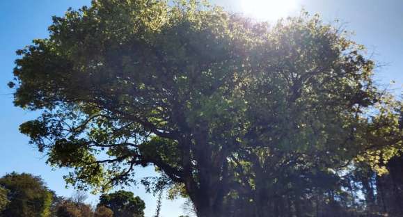 Temperaturas devem ultrapassar marca dos 30°C esta semana em Cachoeira do Sul