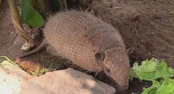 Vida Animal: conheça o tatu-peba