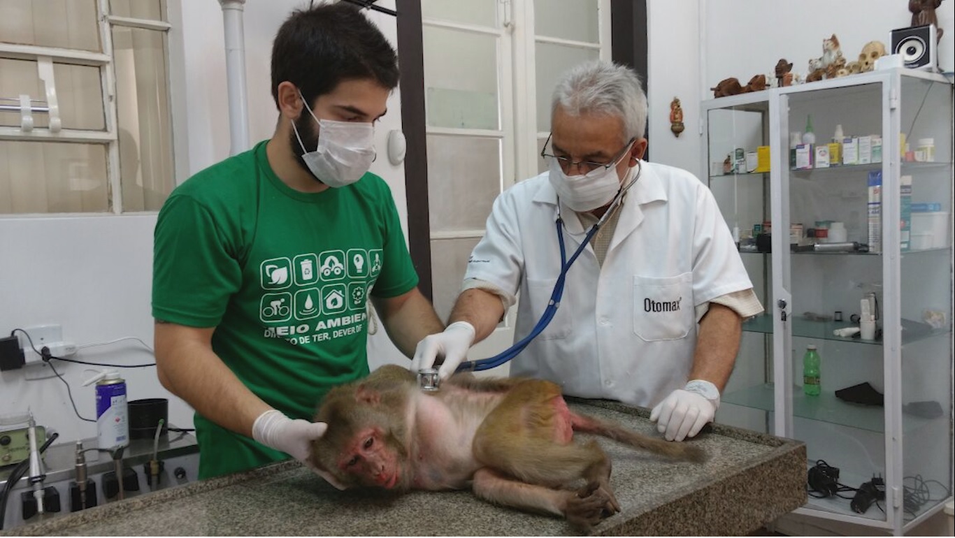 Quanto Ganha Um Veterinário De Zoológico - RETOEDU