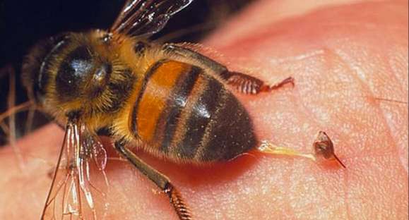 Vida Animal: os riscos da convivência com abelhas em meio urbano