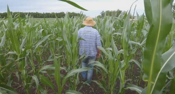 Produção agrícola cresce no Brasil e chega a R$ 361 bilhões