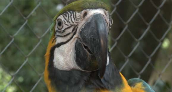 Zoológico de Cachoeira reabre ao público