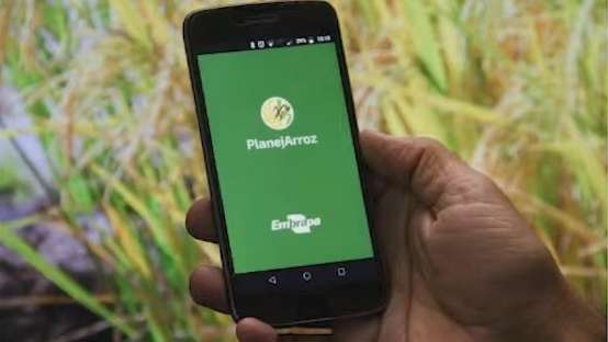 Aplicativo “Planejarroz” permite monitoramento do cultivo de arroz