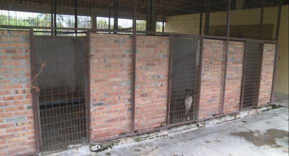 Canil de Cachoeira do Sul está com lotação máxima