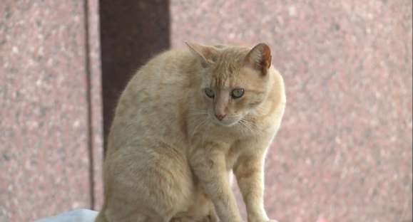 Limpadora de túmulos adota gatos que moram no cemitério