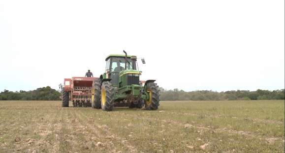 Arroz: área plantada deve aumentar em 1.236 hectares