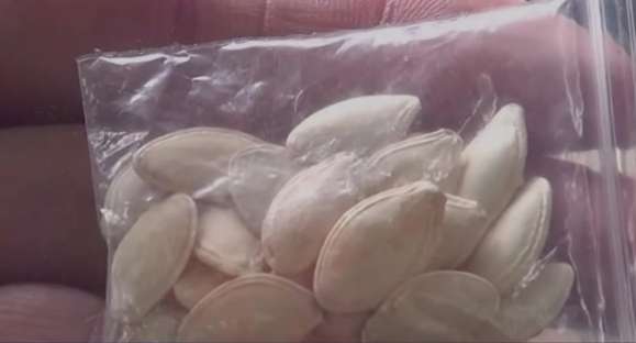 Oito estados registram recebimento de sementes do exterior