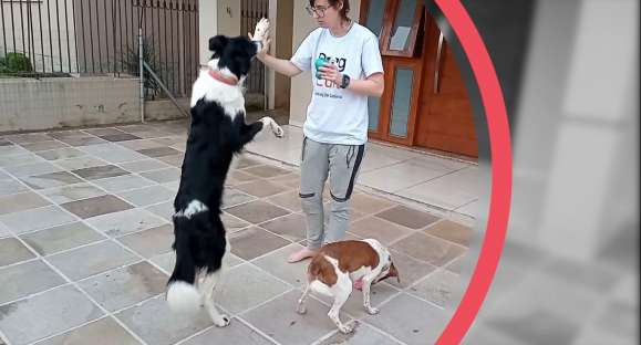 Educa Cão: meu cachorro chora e destrói as coisas quando fica sozinho; e agora?