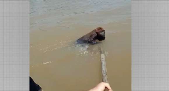 Vida Animal: Edson Salomão relembra resgate de bugio