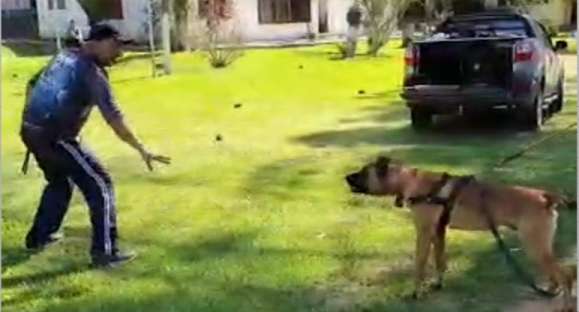Vida Animal: conheça o trabalho de adestramento de cães policiais