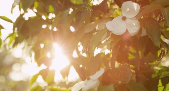 Devo fazer reposição de vitamina D para prevenir a COVID-19?