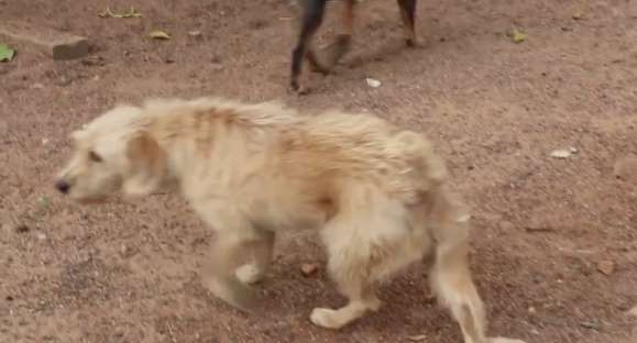 Veja como livrar seu pet das pulgas com repelente natural e caseiro